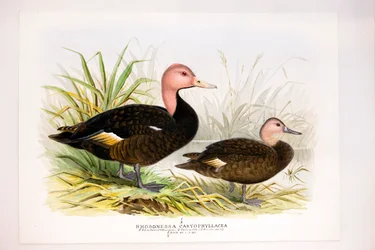 Pink-headed ducks